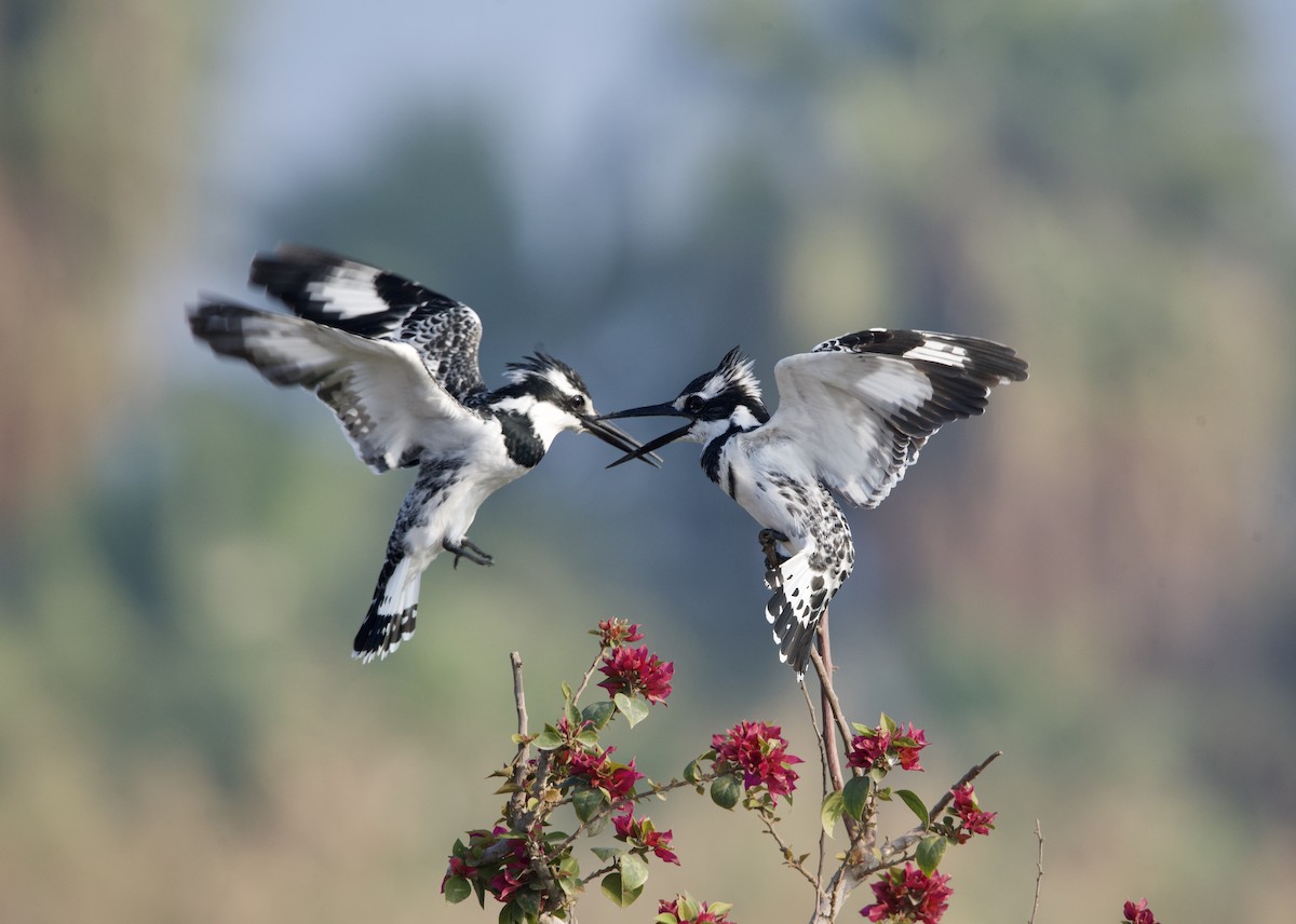 Pied Kingfisher - Mansour Elkerdany