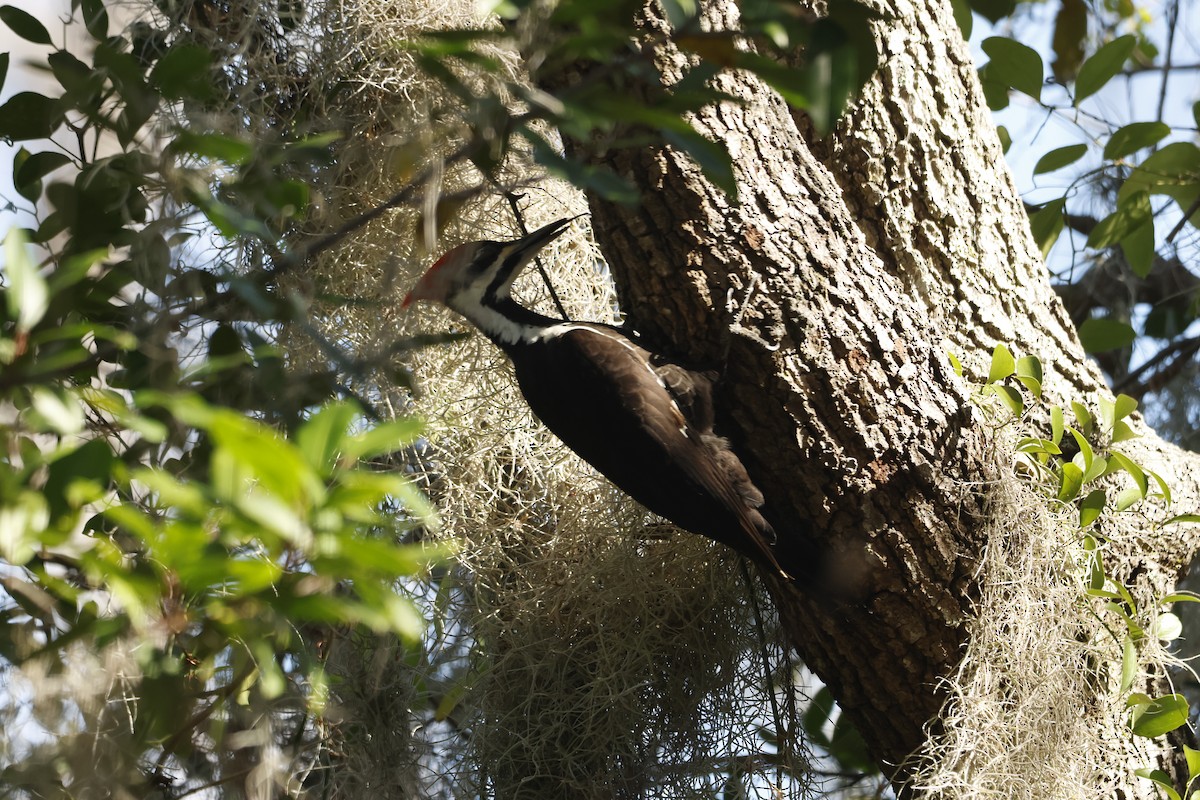 Pileated Woodpecker - ML615102705