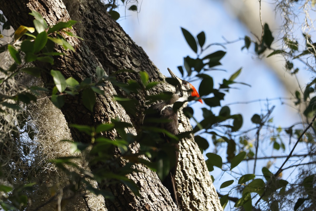 Pileated Woodpecker - ML615102721
