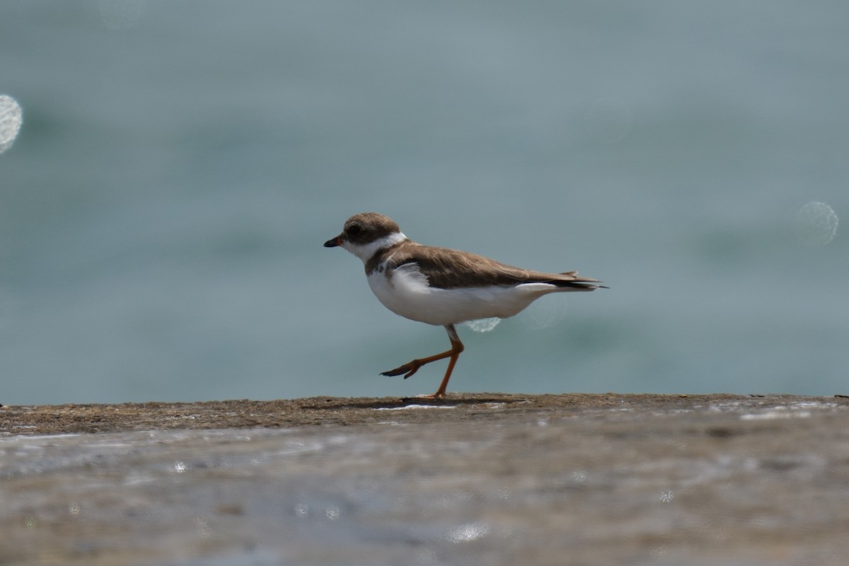 Semipalmated Plover - ML615102732