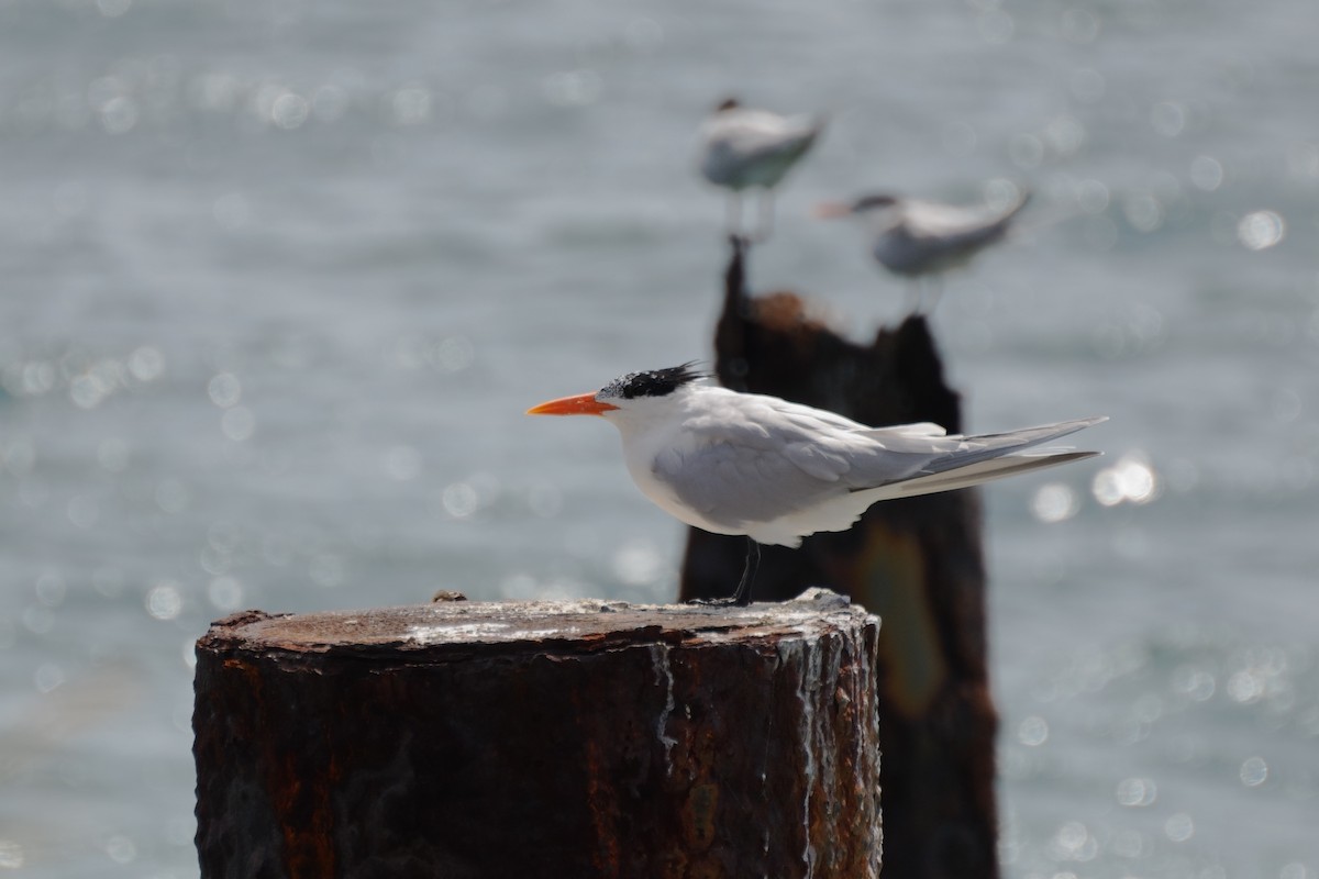 Royal Tern - ML615102735