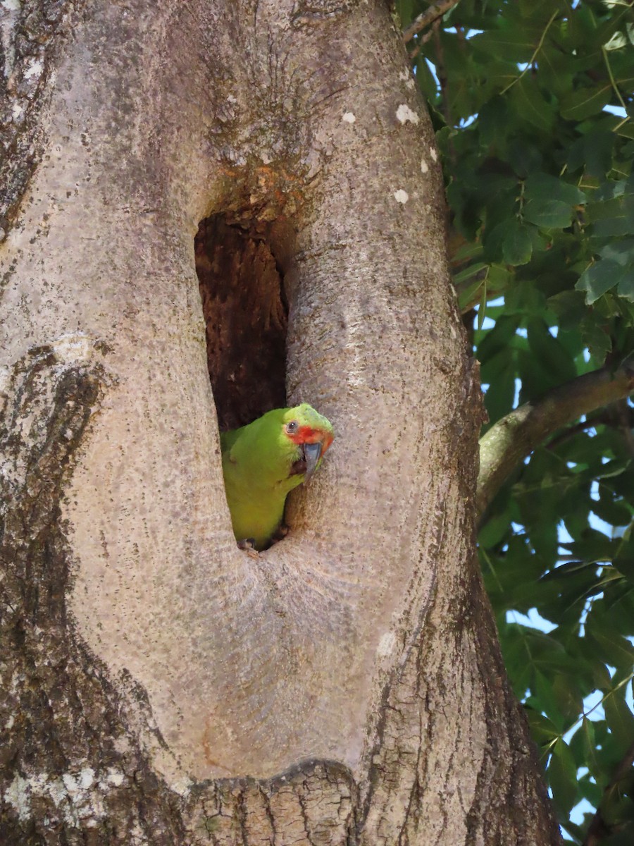 Conure à long bec - ML615102808