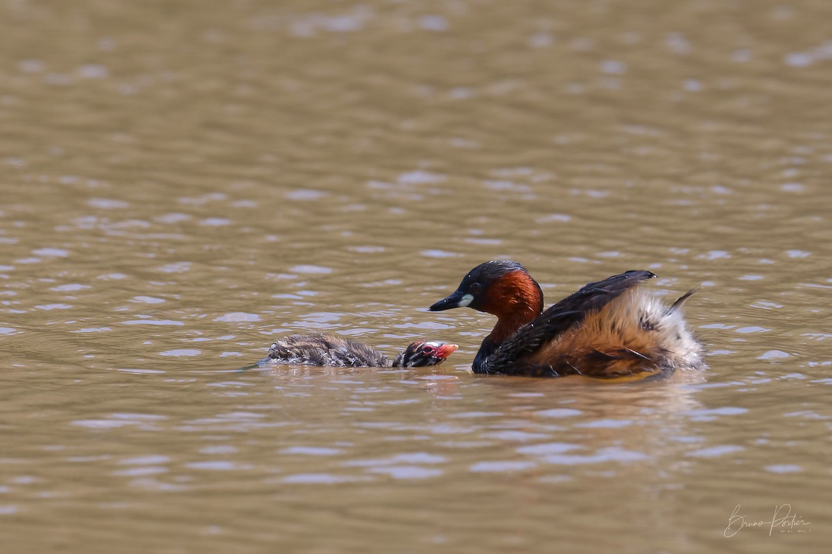 Little Grebe - Bruno Portier