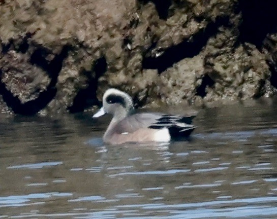 American Wigeon - ML615102924