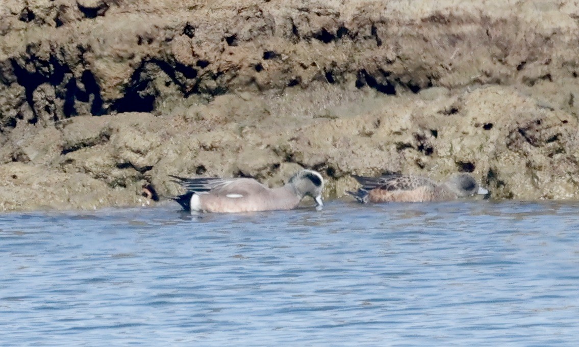 American Wigeon - ML615102925