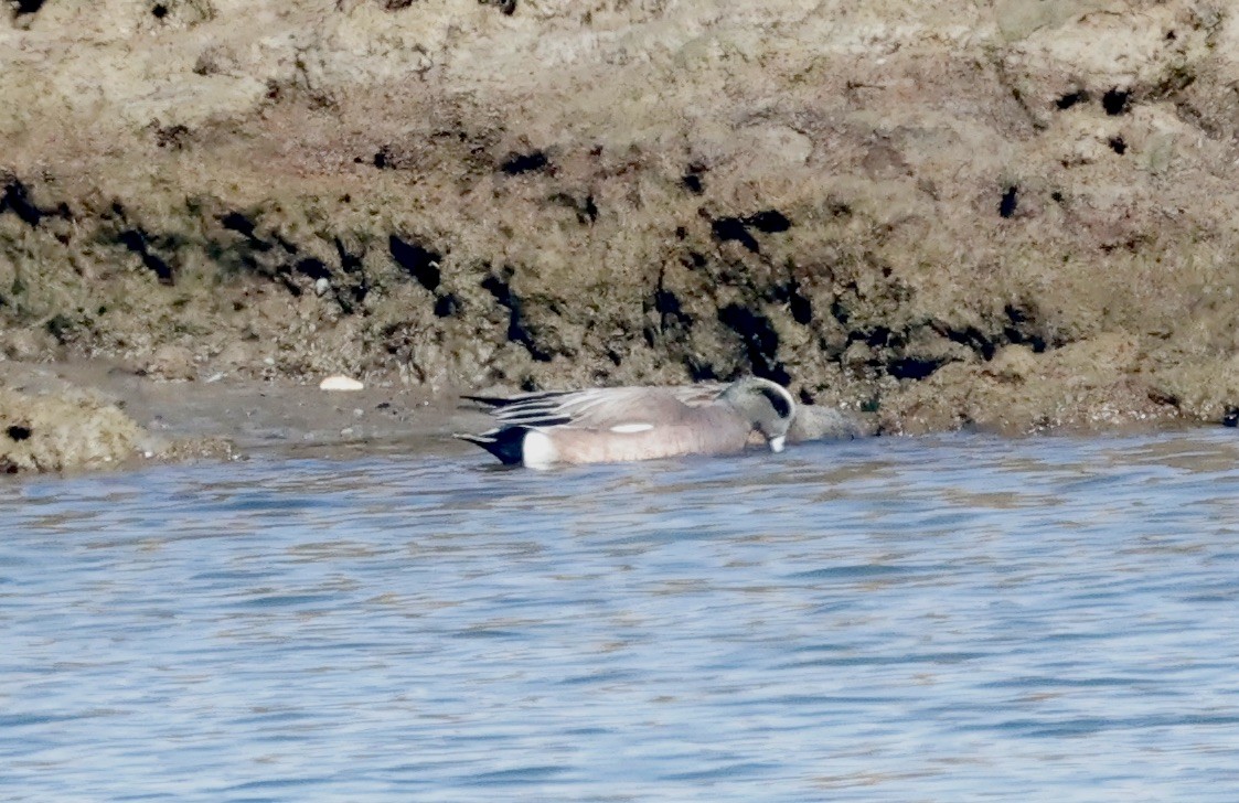 American Wigeon - ML615102926