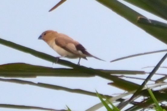 African Silverbill - ML615102955