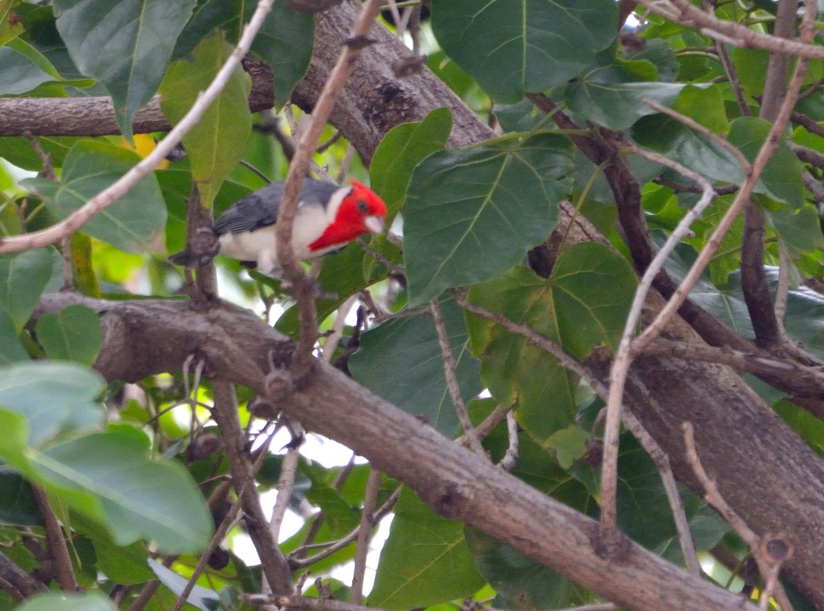 Red-crested Cardinal - ML615102968