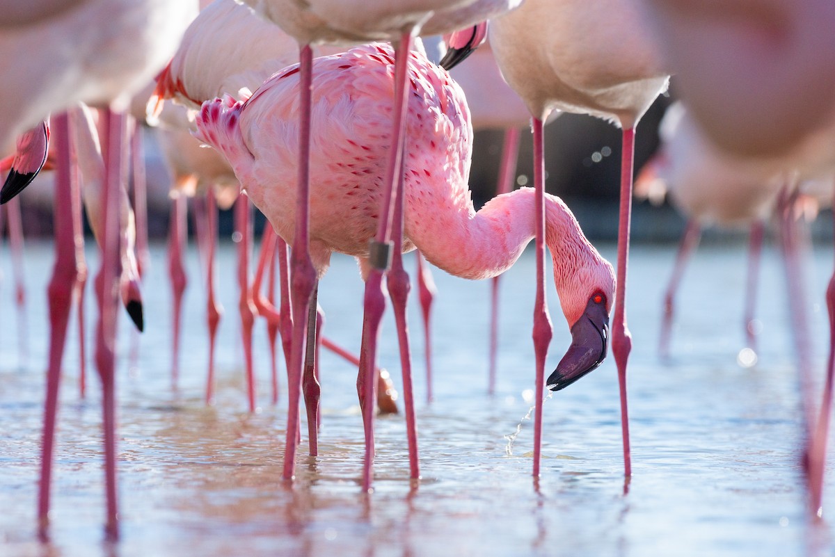 Lesser Flamingo - ML615103034