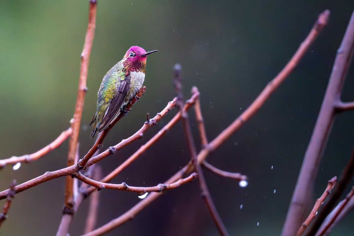 Anna's Hummingbird - TJ Hastings