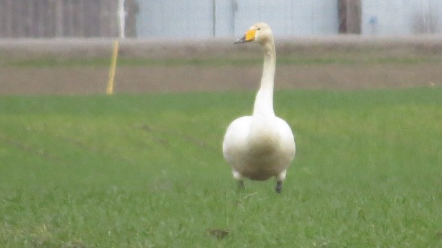 Whooper Swan - ML615103151