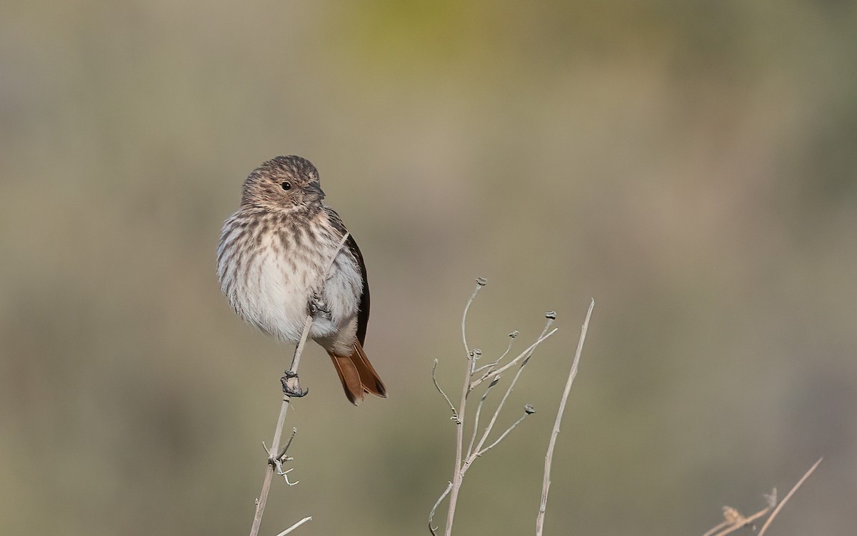 Black-headed Canary - ML615103162