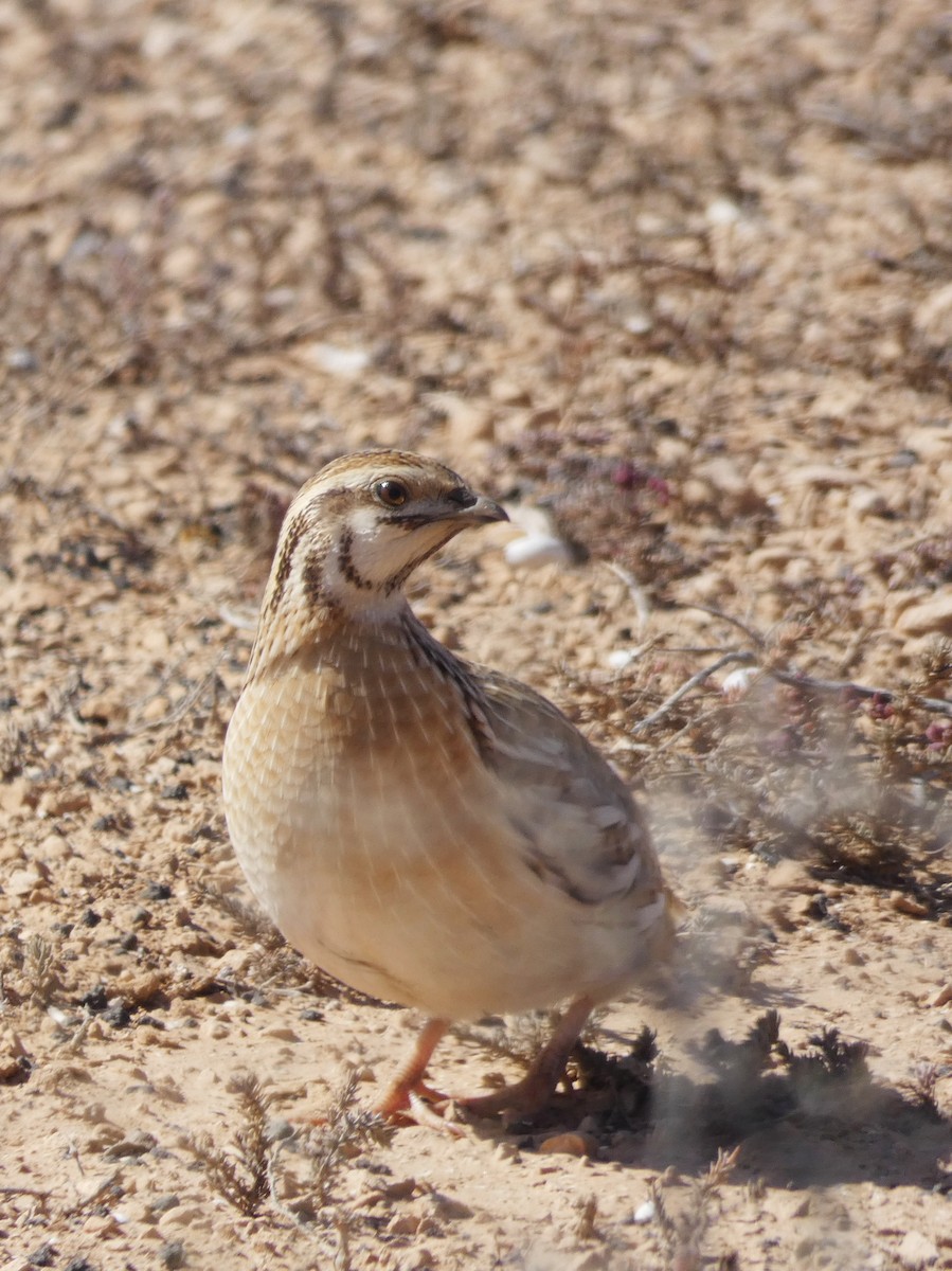 Common Quail - David Bradnum