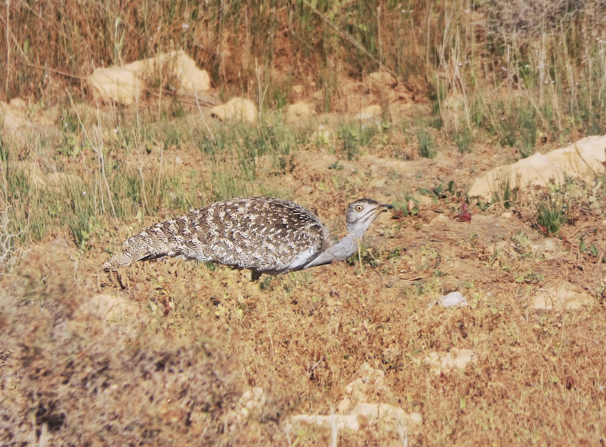 African Houbara (Canary Is.) - David Bradnum