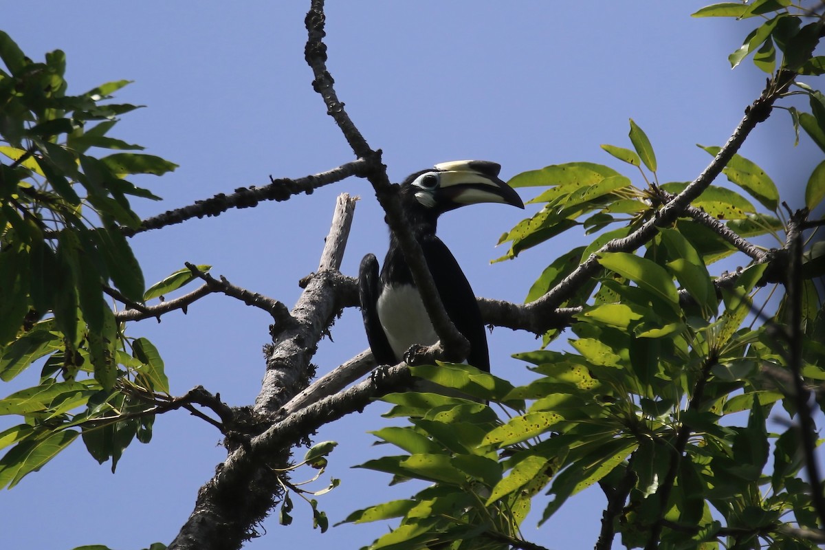 Oriental Pied-Hornbill - ML615103189