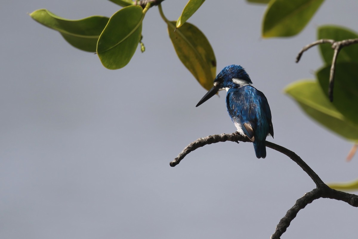 Small Blue Kingfisher - ML615103193