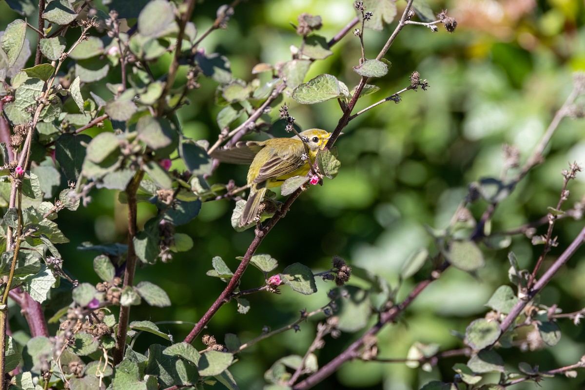 Prairie Warbler - Bernard Kempinski