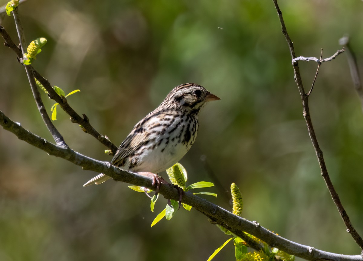 Savannah Sparrow - Bernard Kempinski