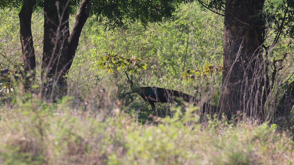 Green Peafowl - ML615103235