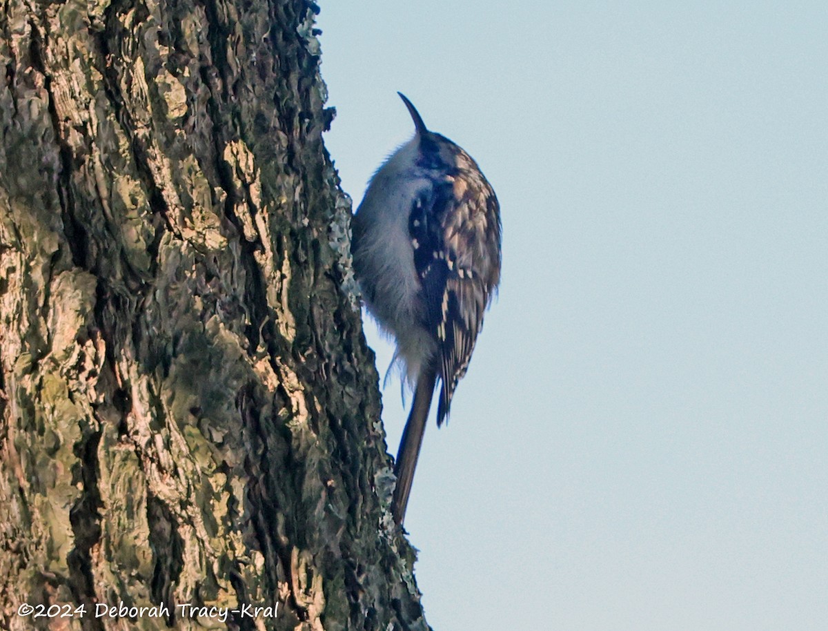 Brown Creeper - Deborah Kral