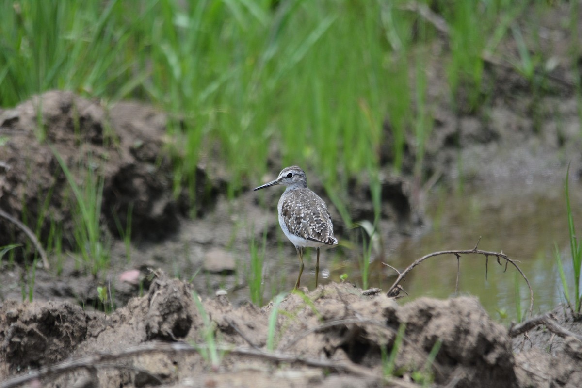 Wood Sandpiper - ML615103360