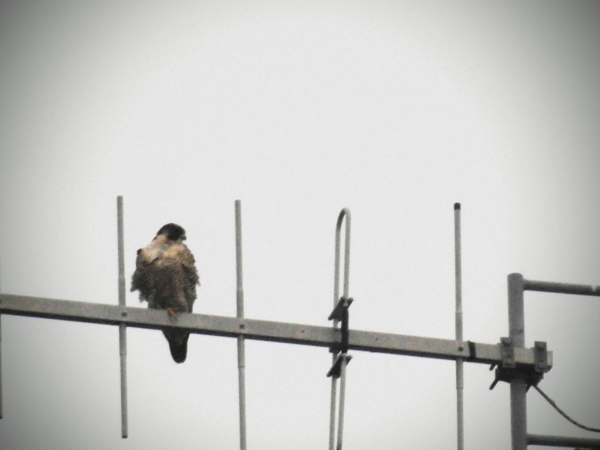 Peregrine Falcon (North American) - Caden Williams