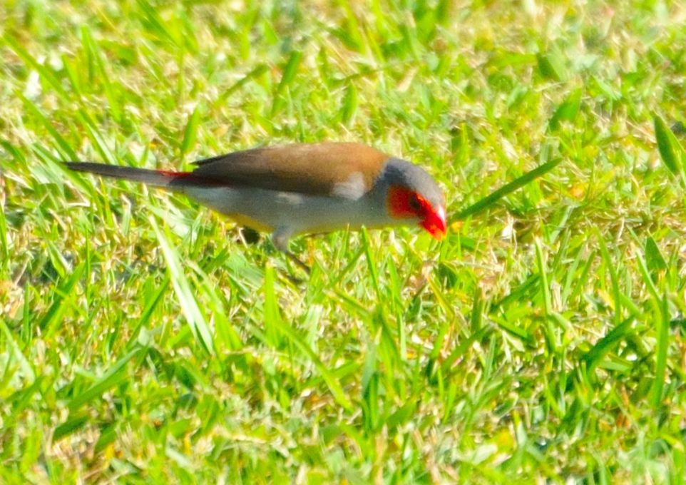 Orange-cheeked Waxbill - Bruce Frazier