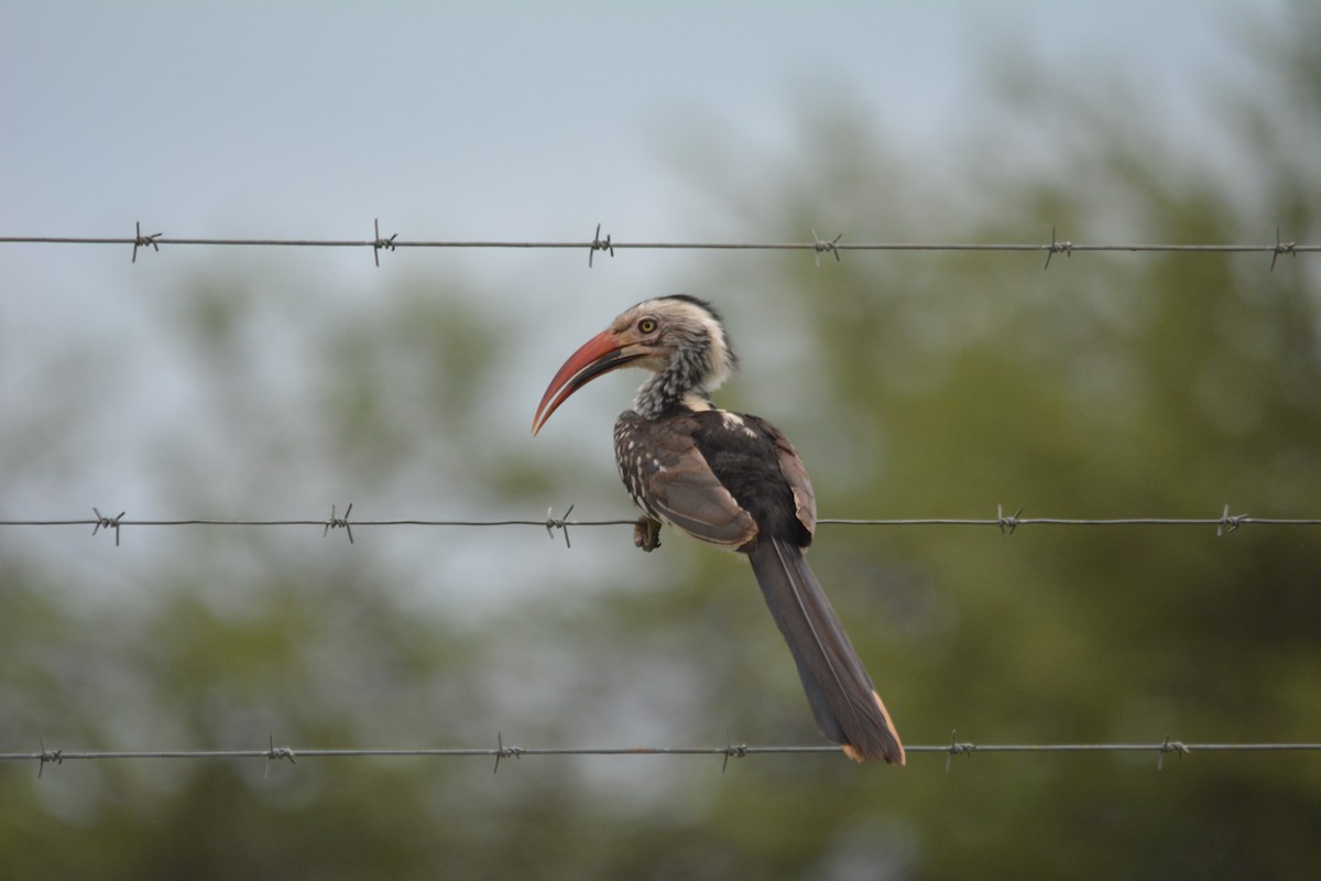 Southern Red-billed Hornbill - Dan Bormann