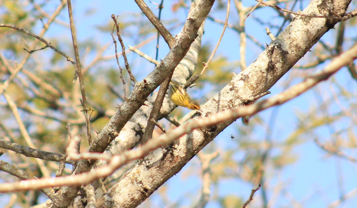 Cape May Warbler - ML615103454