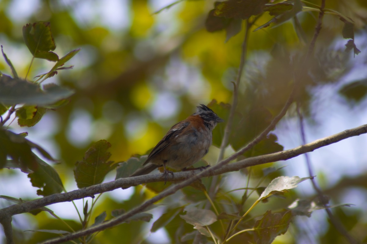 Rufous-collared Sparrow - Gabriel Sandon