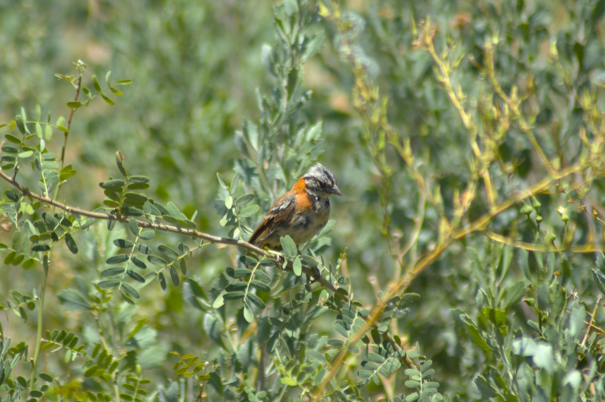 Rufous-collared Sparrow - Gabriel Sandon