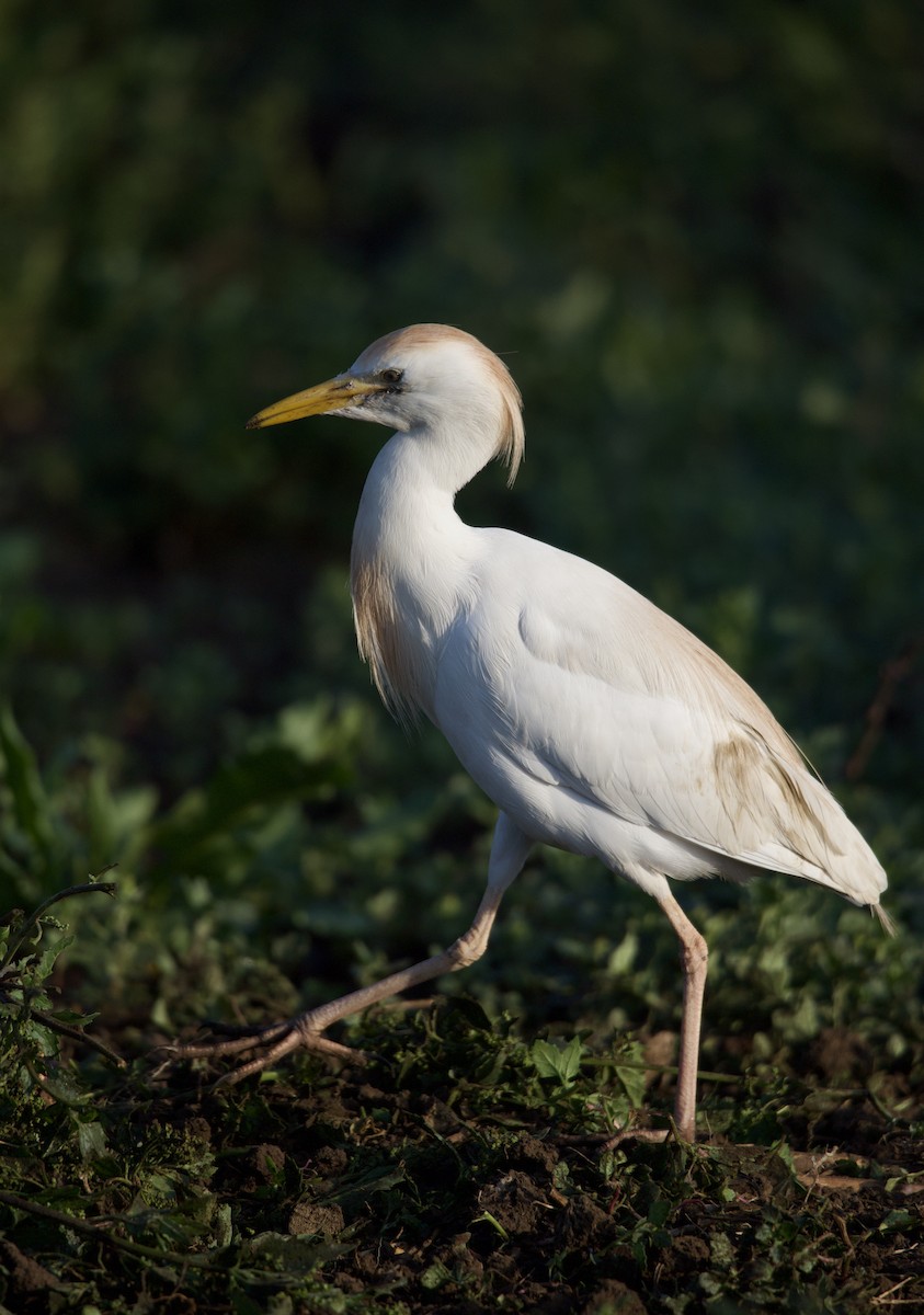 Western Cattle Egret - ML615103514