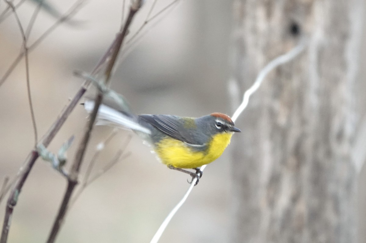 Brown-capped Redstart - ML615103520