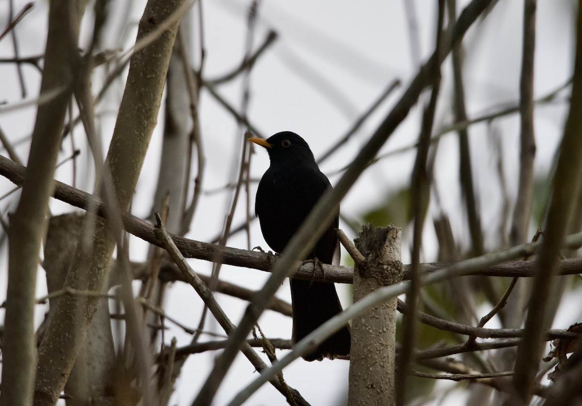 Eurasian Blackbird - ML615103529