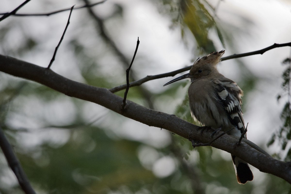 Eurasian Hoopoe - ML615103568