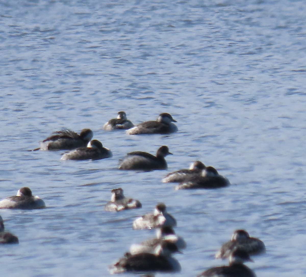 Eared Grebe - ML615103606