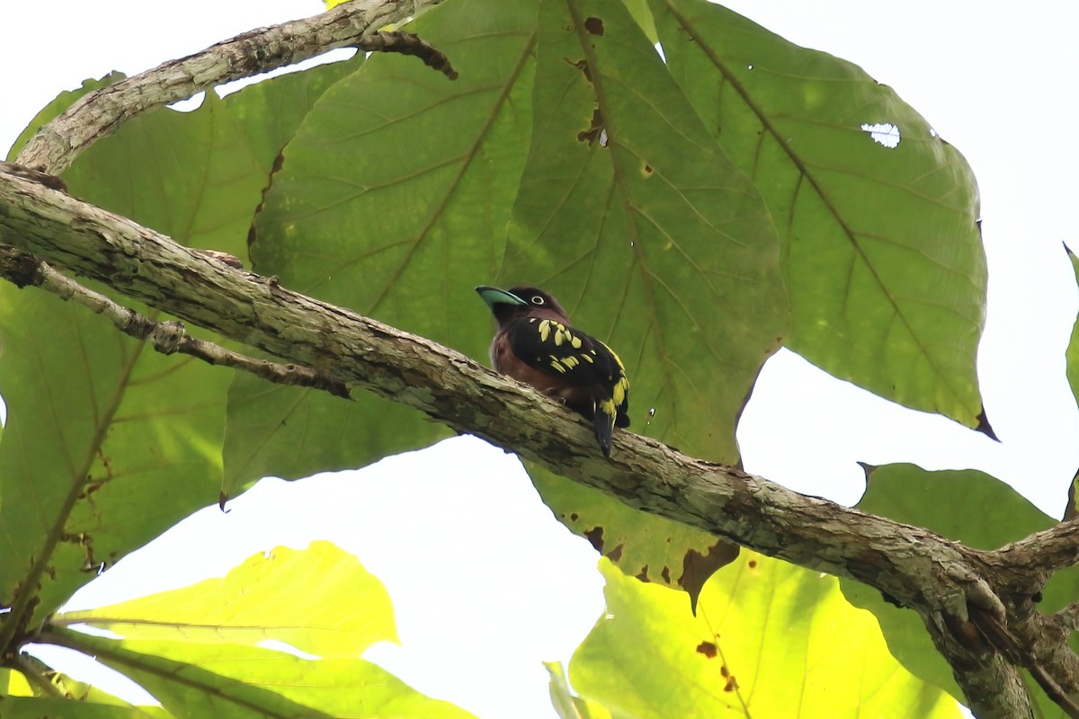 Banded Broadbill (Javan) - ML615103631