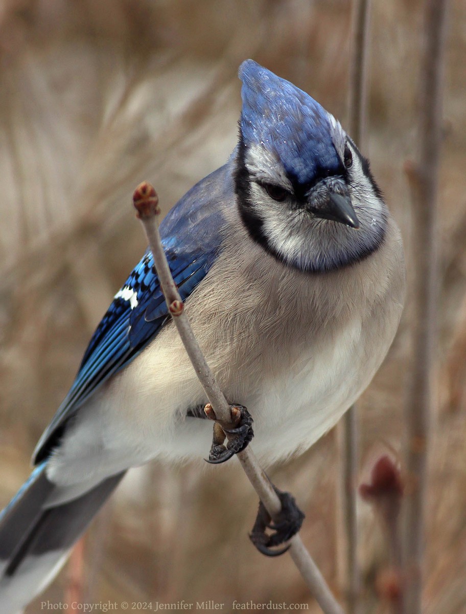 Blue Jay - ML615103652