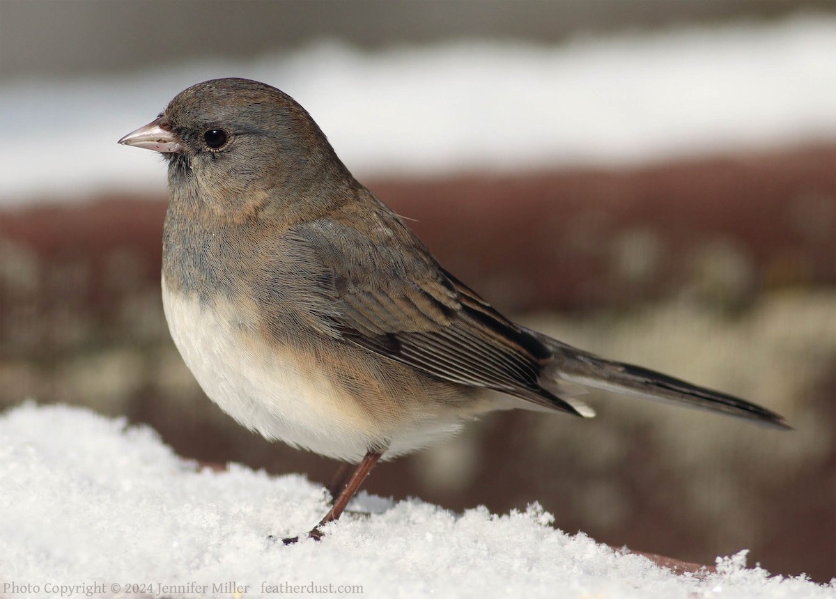 Dark-eyed Junco - ML615103656