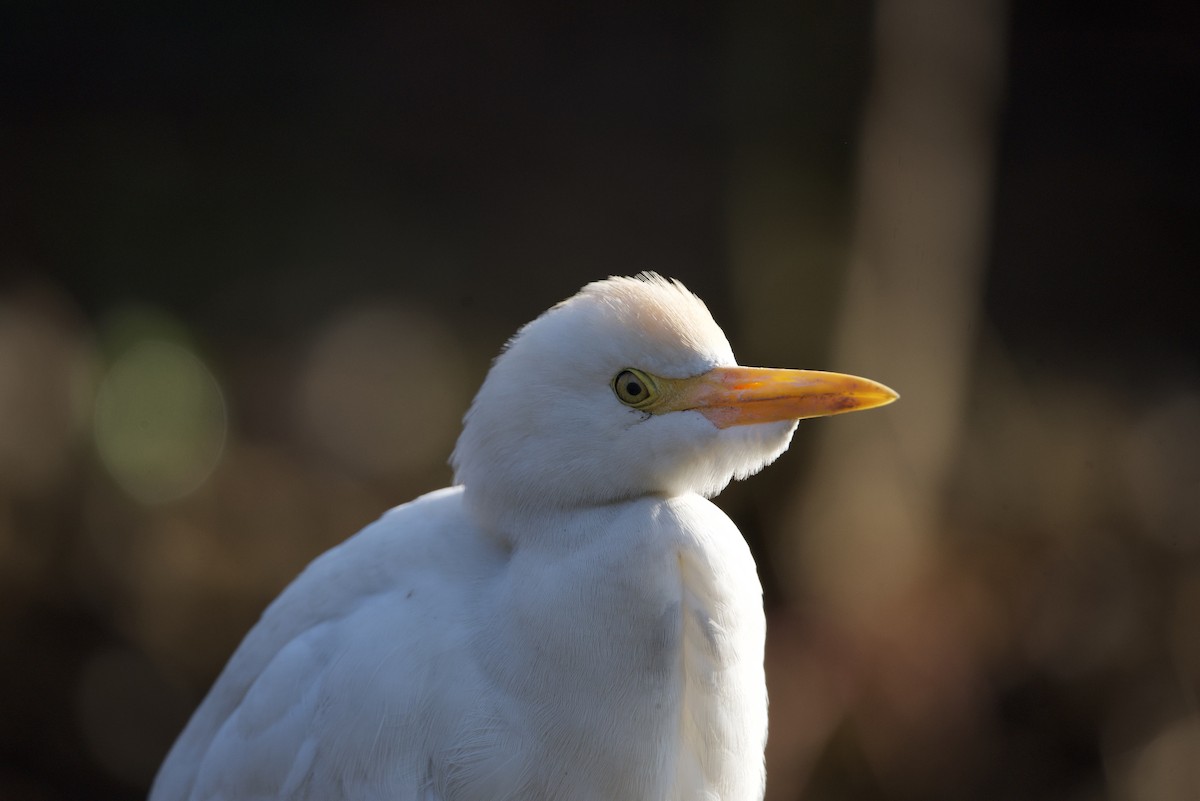 Western Cattle Egret - ML615103658