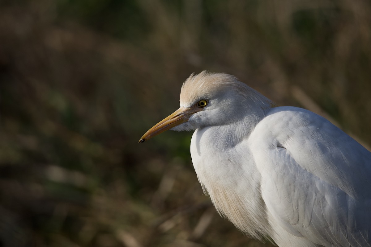 Western Cattle Egret - ML615103659