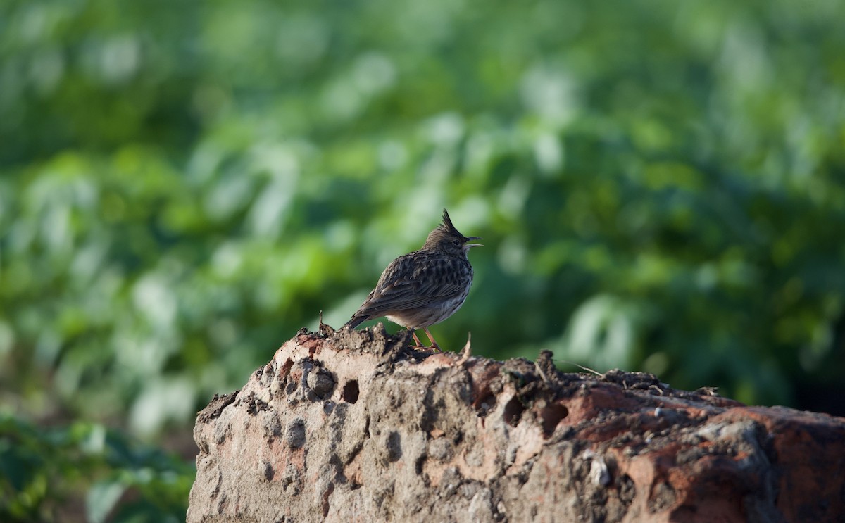 Crested Lark - ML615103667