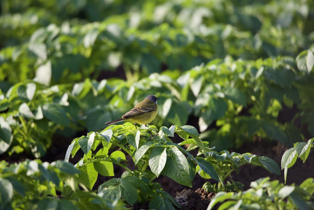 Western Yellow Wagtail (pygmaea) - Mansour Elkerdany