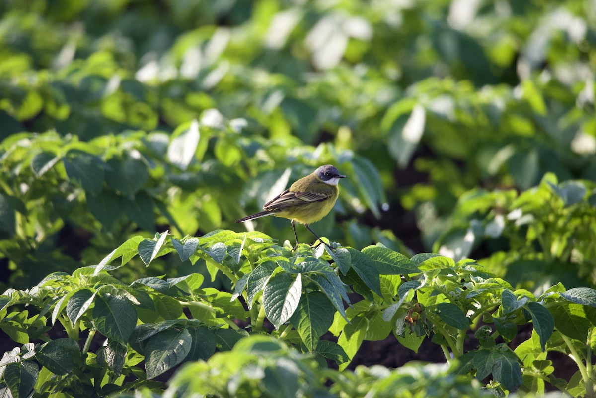 Western Yellow Wagtail (pygmaea) - ML615103678