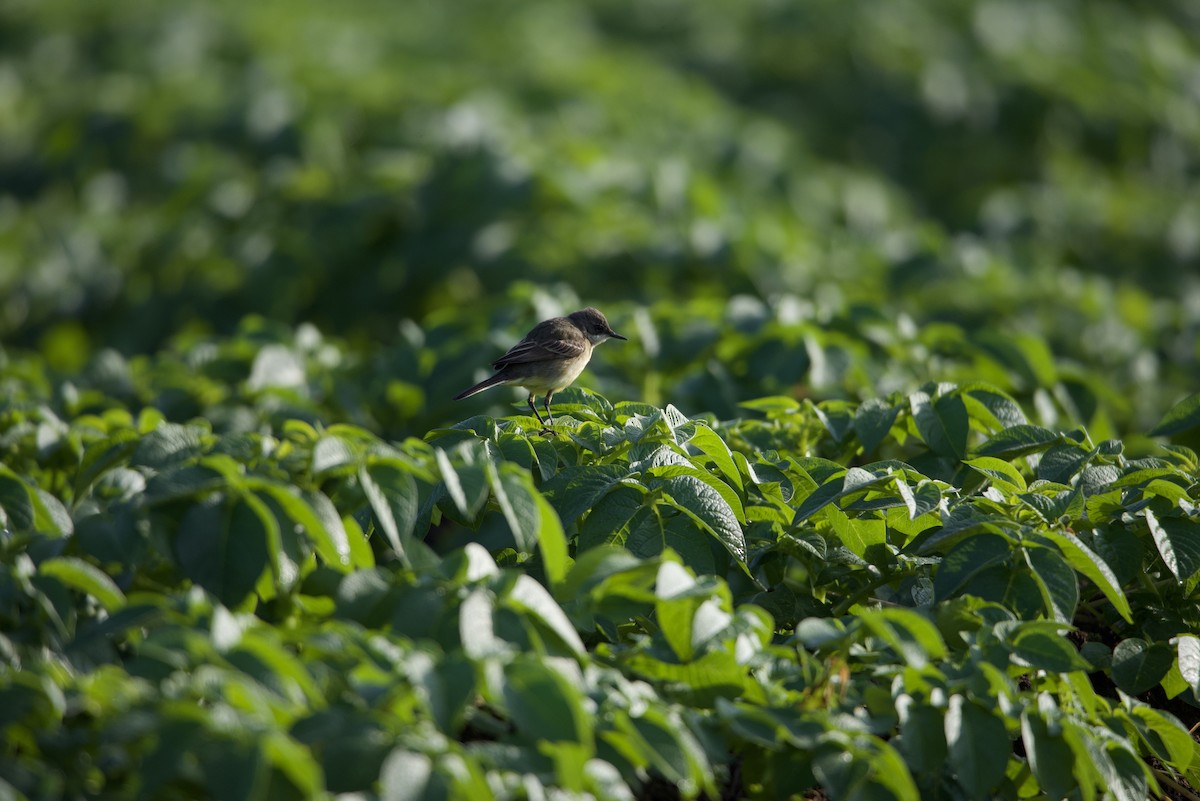 Western Yellow Wagtail - ML615103684