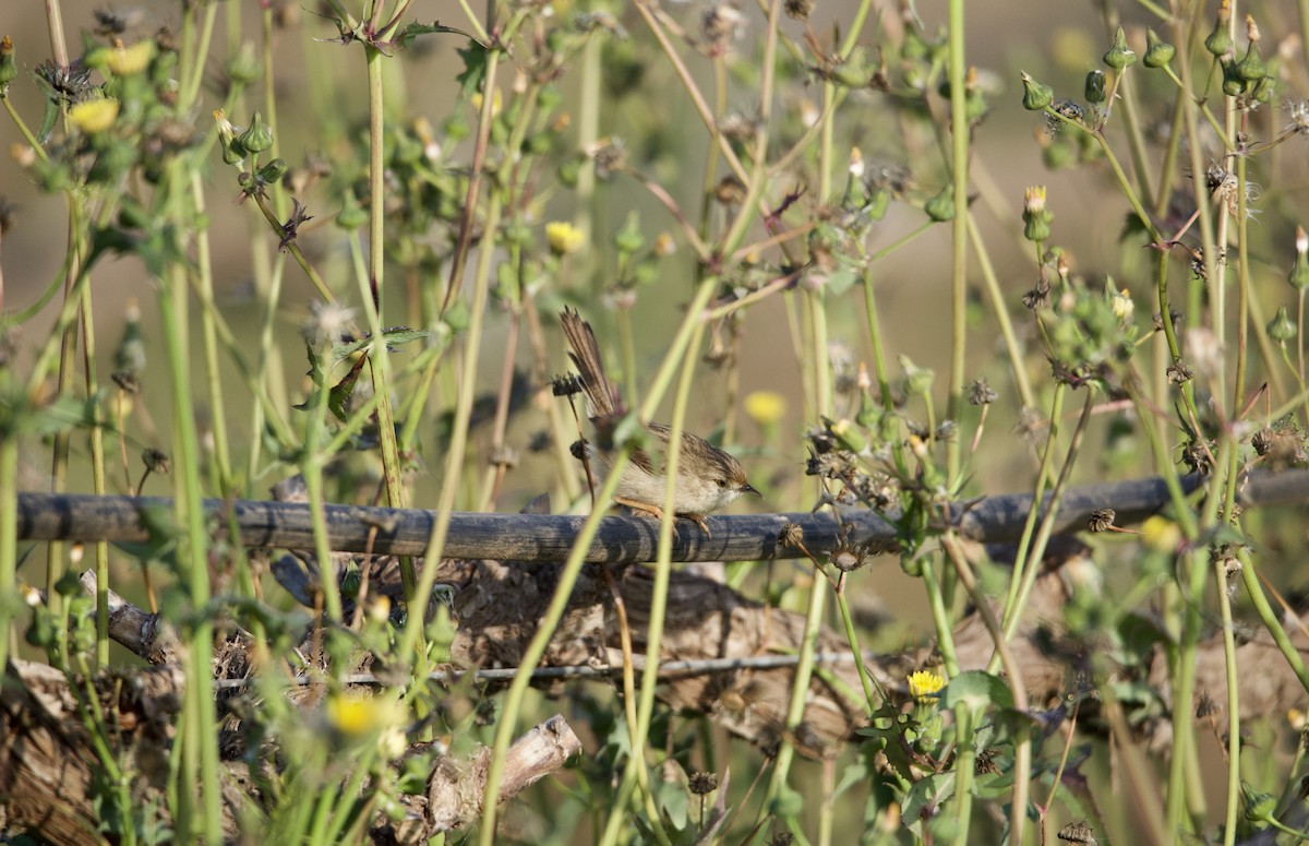 Graceful Prinia - ML615103694