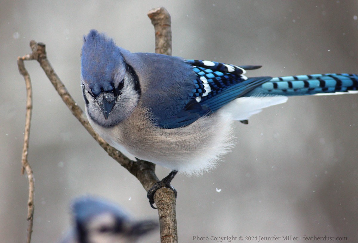 Blue Jay - ML615103831