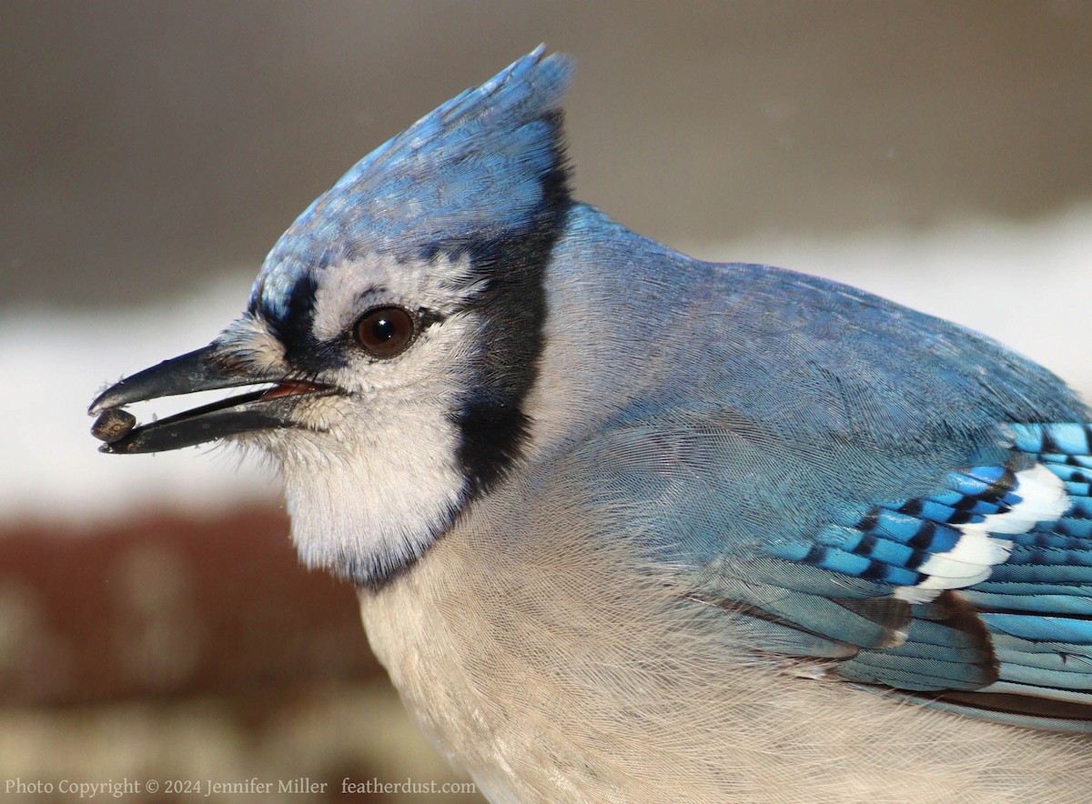 Blue Jay - ML615103832