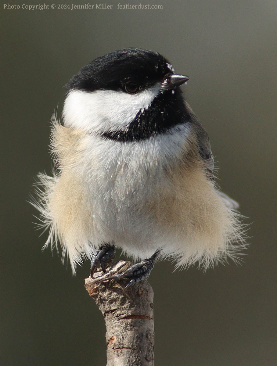 Black-capped Chickadee - ML615103841
