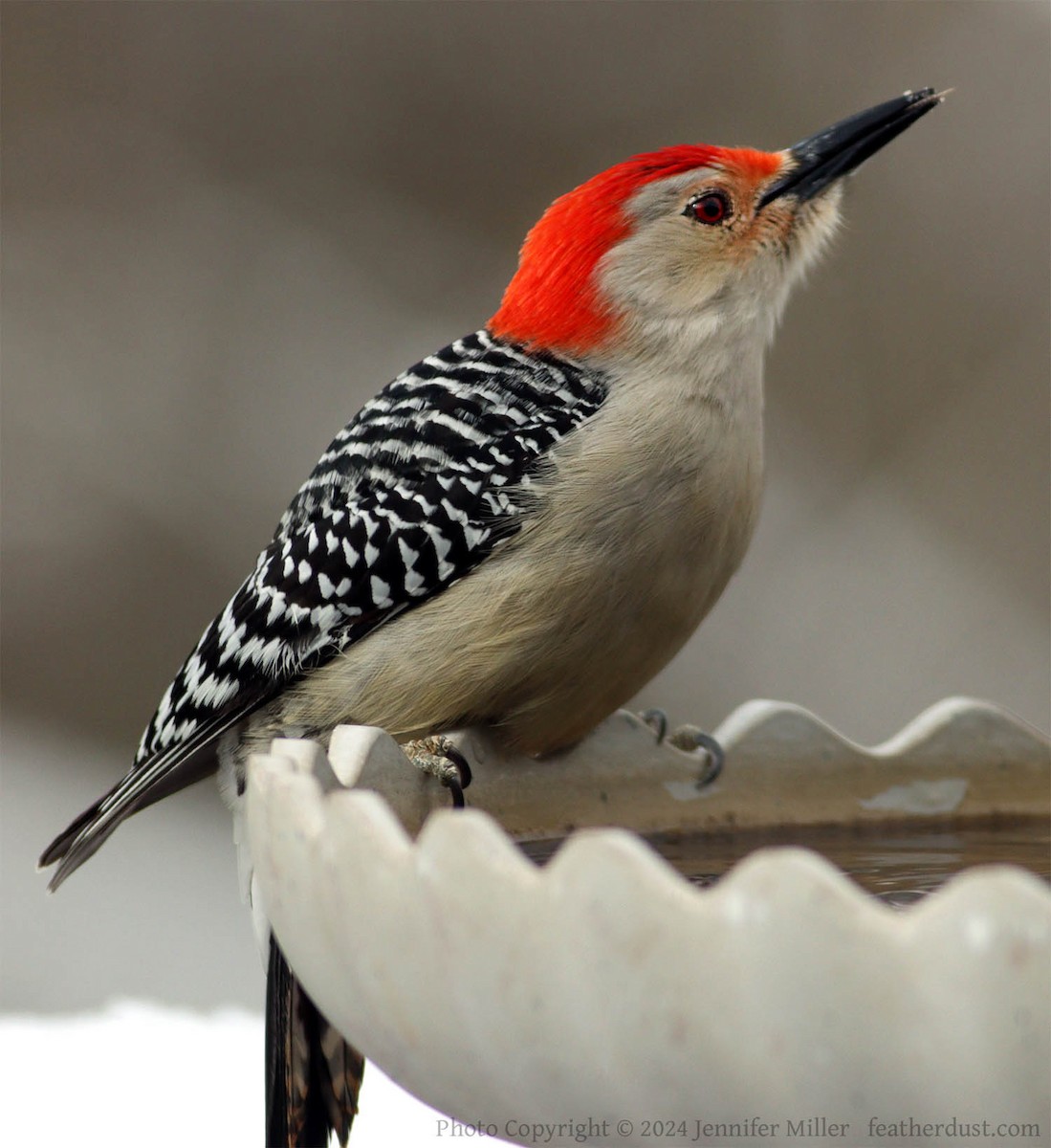 Red-bellied Woodpecker - ML615103848